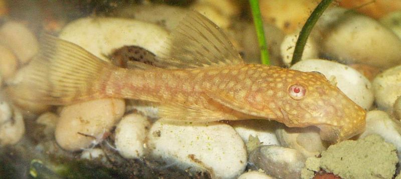 File:Gold Ancistrus3.jpg