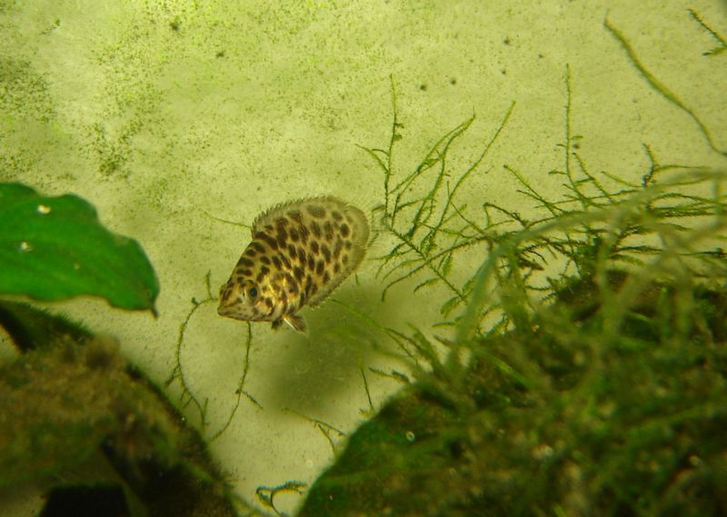 File:Ctenopomaacutirostre-1944.jpg