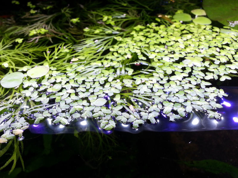 File:Duckweed.jpg