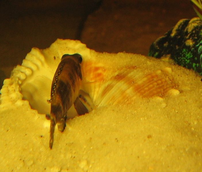 File:IMG 2246.jpg