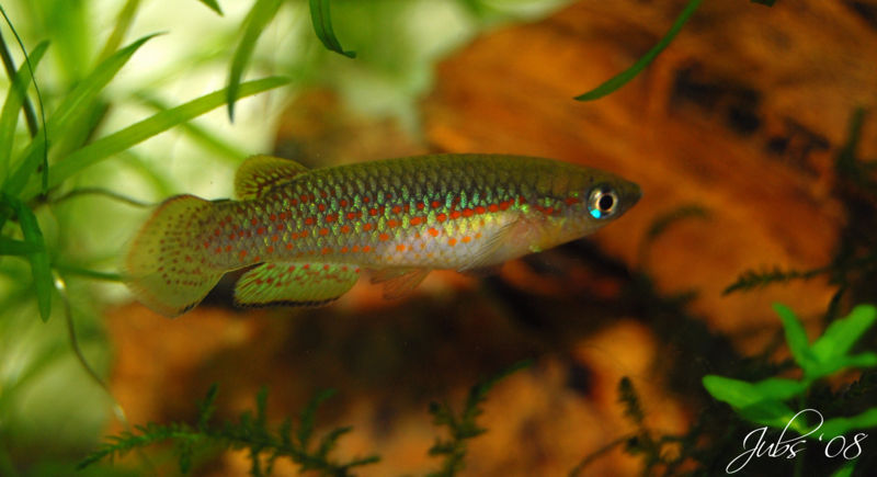 File:Pachypanchax playfairii-6288.jpg
