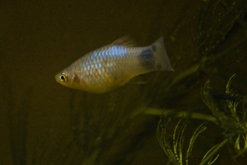 File:Platy-mickeymouse-9478.jpg