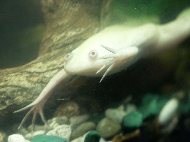 File:Xenopus laevis1.jpg