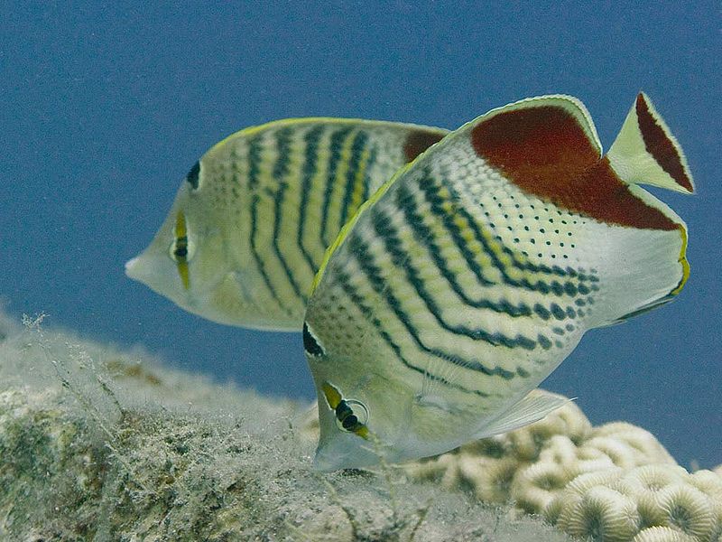 File:Chaetodon paucifasciatus-2868.jpg