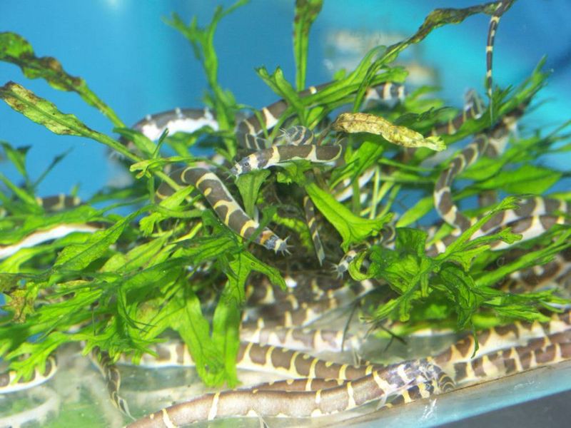 File:Acanthophtalmus kuhli kuhli1.jpg