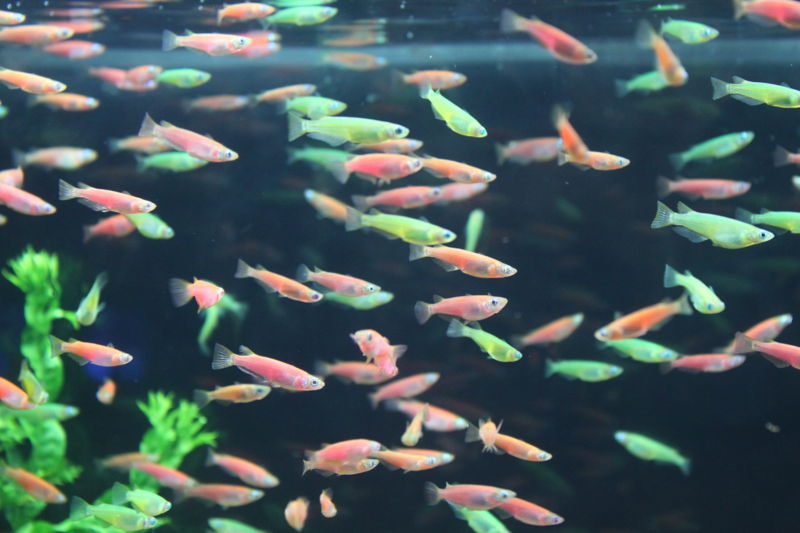 File:Oryzias latipes-GM-7353.jpg