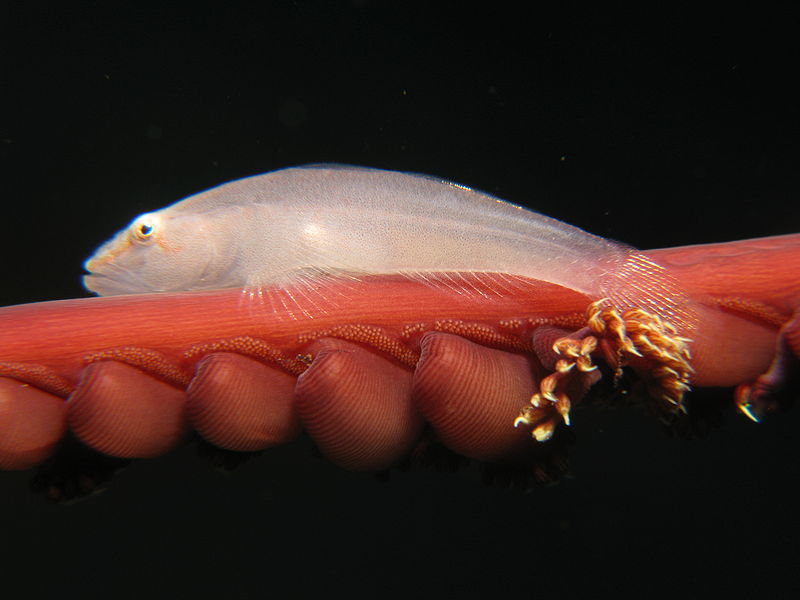 File:Pleurosicya boldinghi578.jpg