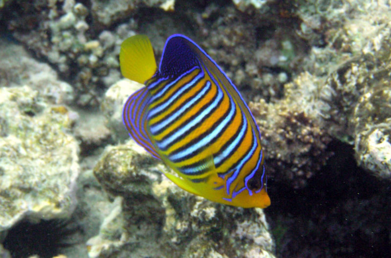 File:Pygoplites diacanthus -5854.jpg