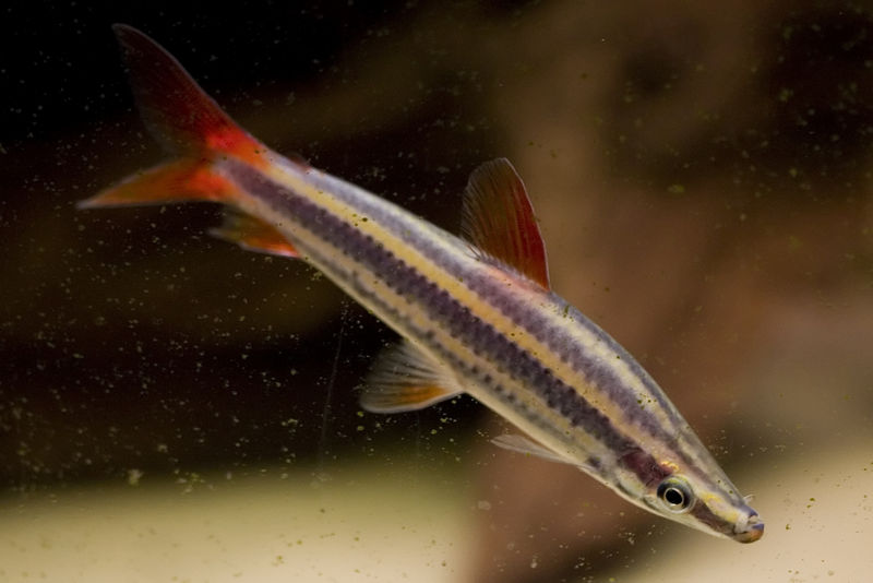 File:Anostomus anostomus3453.jpg