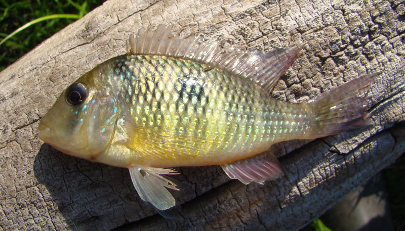 File:Gymnogeophagus gymnogenys-4668.jpg