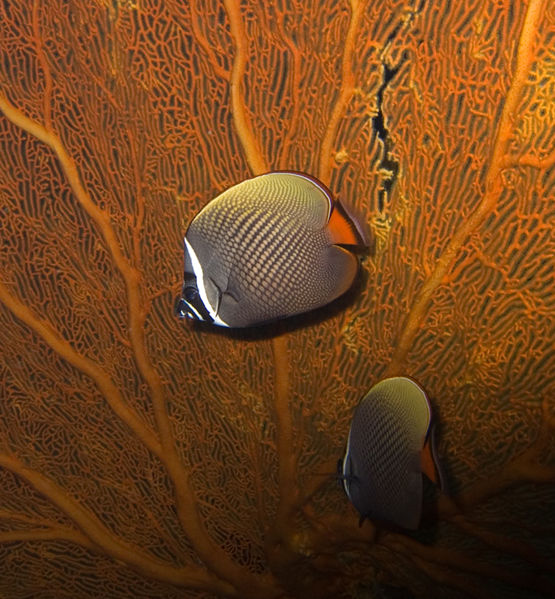 File:Chaetodon collare -5323.jpg