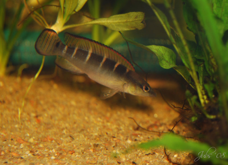 File:Crenicichla compressiceps-5484.jpg