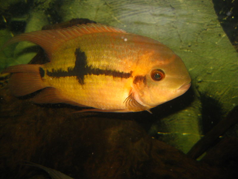 File:Hypselecara temporalis-6507.jpg