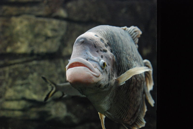 File:Osphronemus goramy-4413.jpg