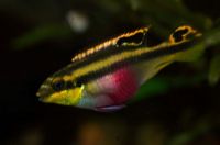 Pelvicachromis pulcher (female) 0299.jpg
