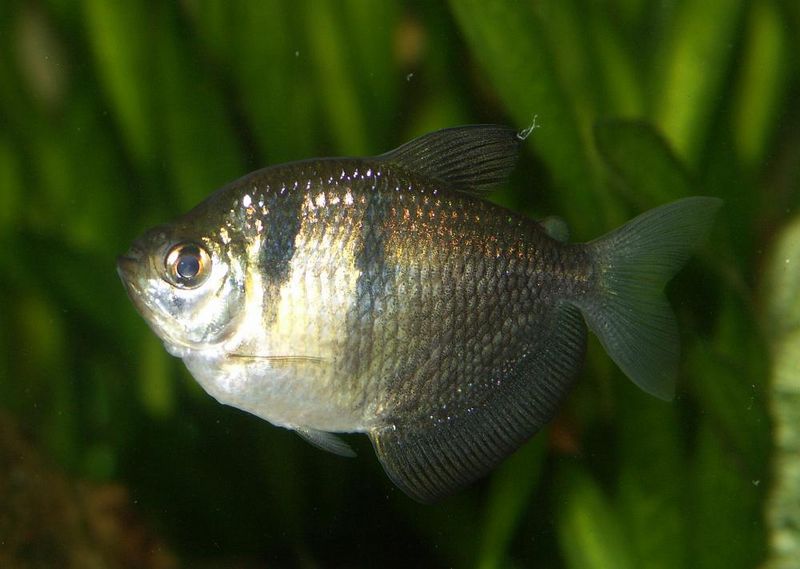 File:Gymnocorymbus ternetzi1.jpg