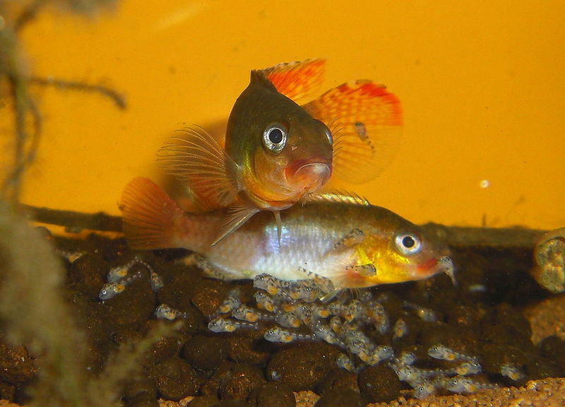 File:Congochromis sabinae.jpg