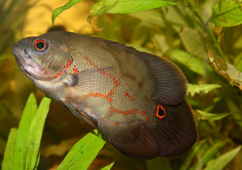File:Astronotus ocellatus-3307.jpg