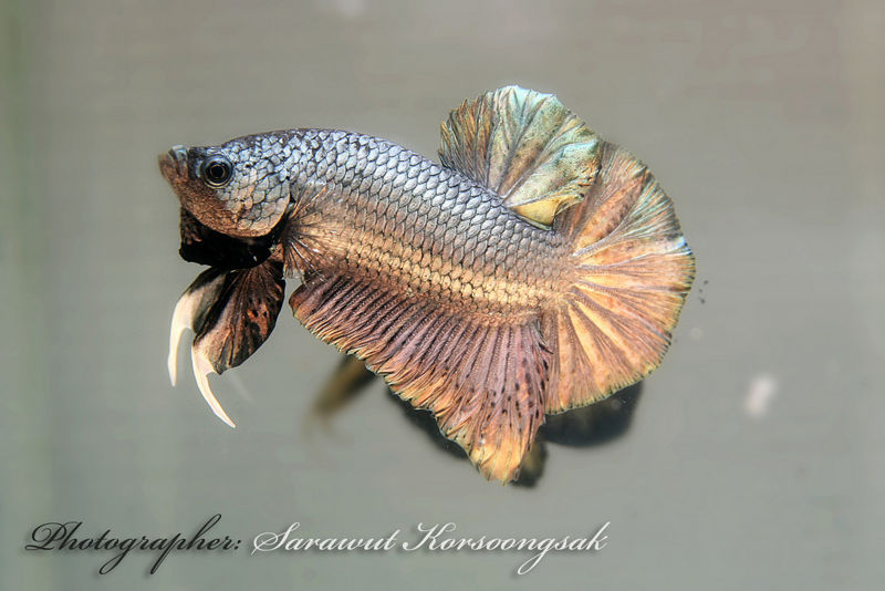 File:Bettasplendens-copperhmpk-1342.jpg