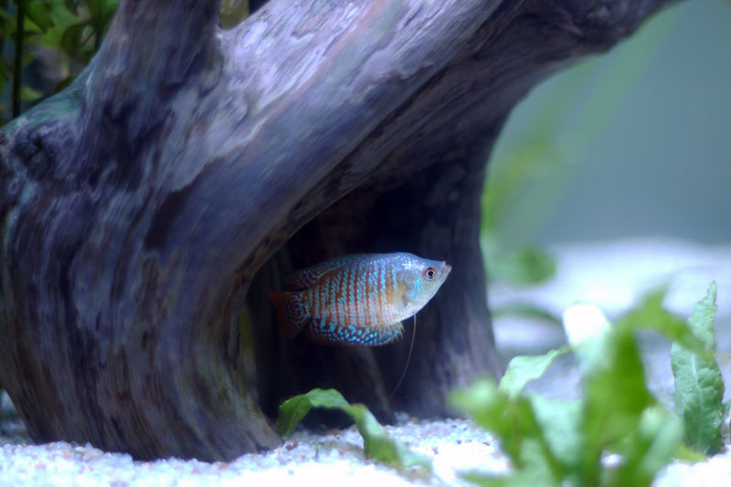 File:Colisa Lalia-7394.jpg