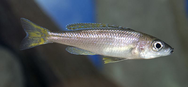 File:Cyprichromis Leptosoma "Mpulungu"-7547.jpg