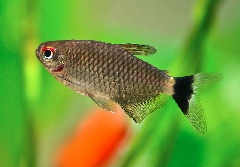 File:Red Eye Tetra2.jpg