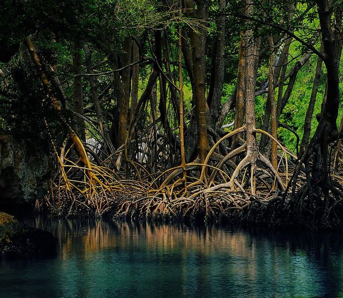 File:Brackishbackground.jpg