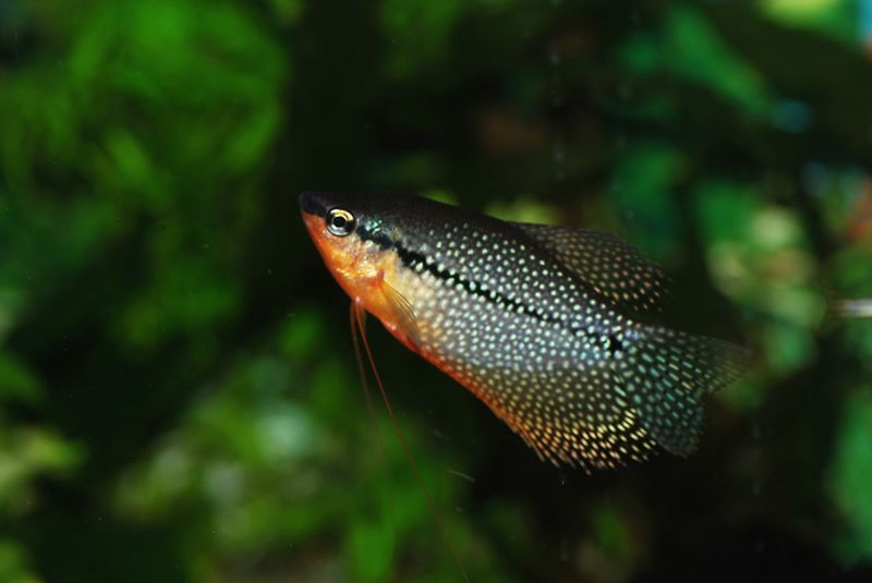 File:Pearlgourami-8604.jpg
