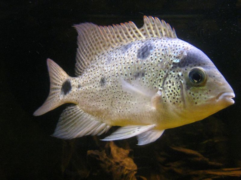 File:Vieja argentea-2295.jpg