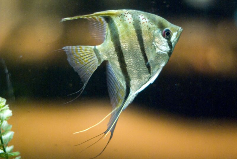 File:Angelfishwildtype-6055.jpg