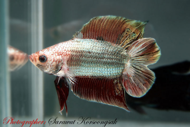 File:Betta splendensDTPK-4738.jpg