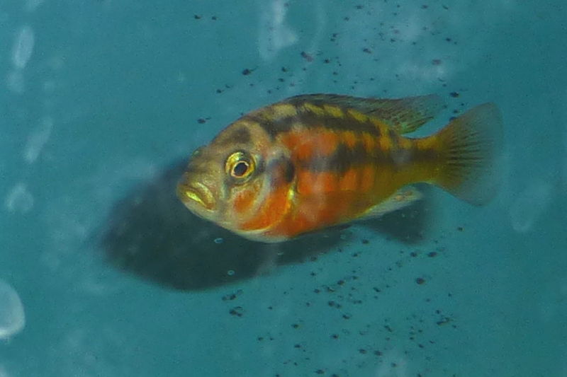 File:Haplochromis sauvagei male.jpg