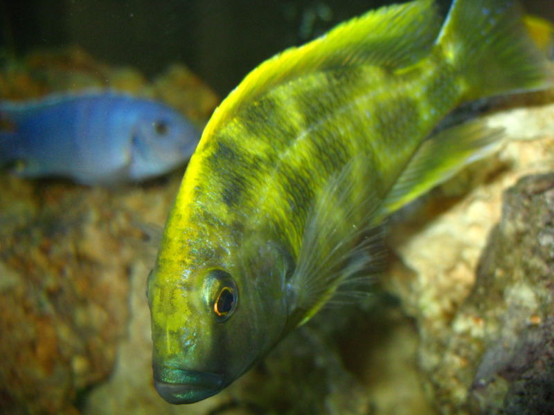 File:Nimbochromis venustus-2693.jpg