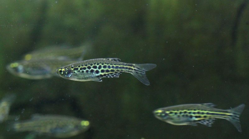 File:Danio-tinwini.jpg