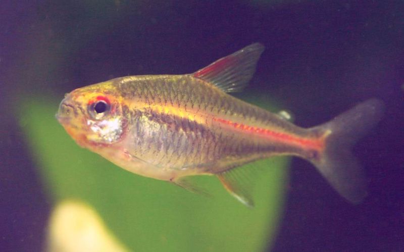 File:Hemigrammus erythrozonus5.jpg