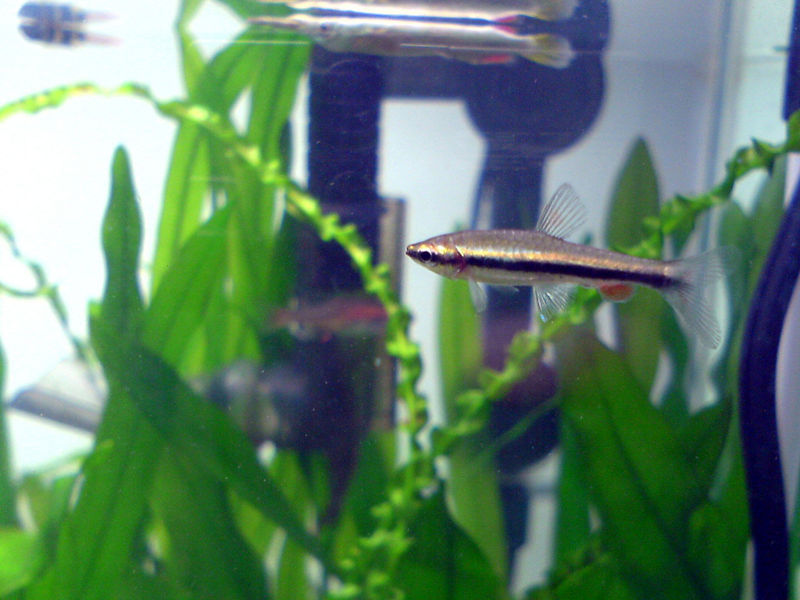 File:GoldenPencilfish-9780.jpg