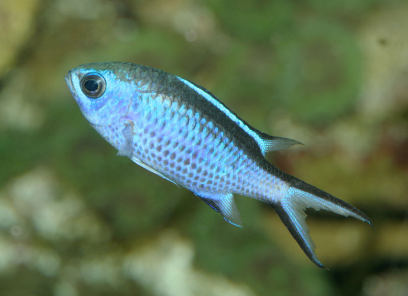 File:Blue chromis.jpg