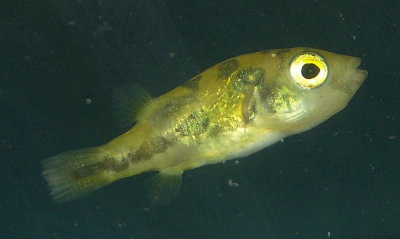 File:Carinotetraodon travancoricus3.jpg