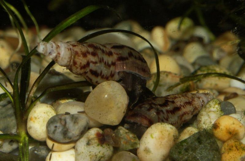 File:Melanoides tuberculata1.jpg