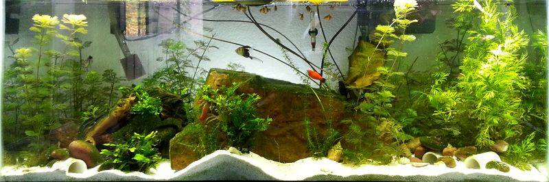 File:Fw planted tank4.jpg