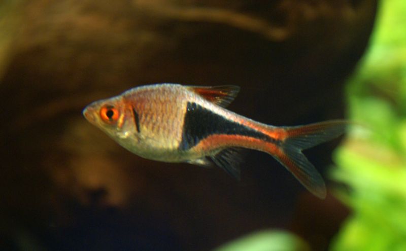 File:Harlequin rasbora-9780.jpg