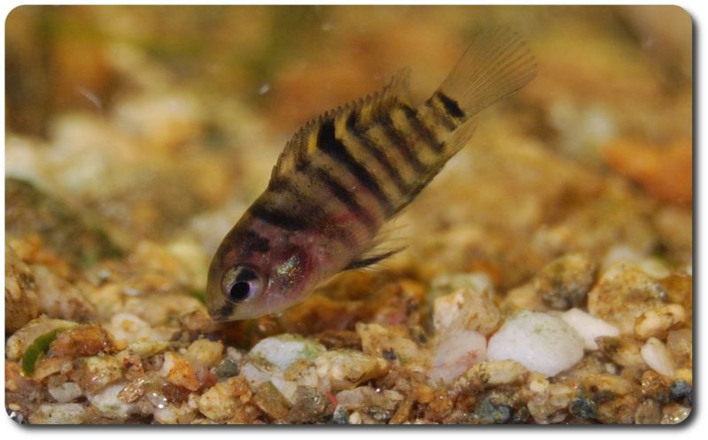 File:Hoplarchus psittacus-Juvenile-5318.jpg