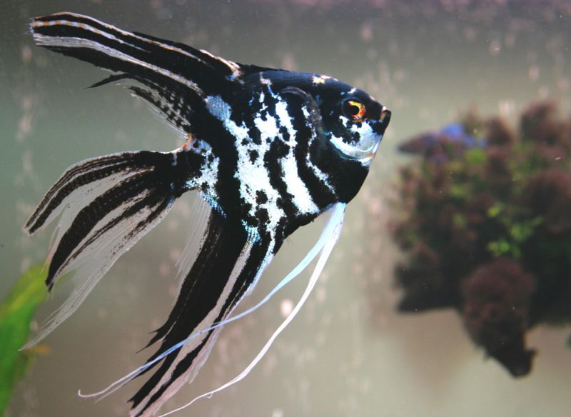 File:Veiltailangelfish-247.jpg