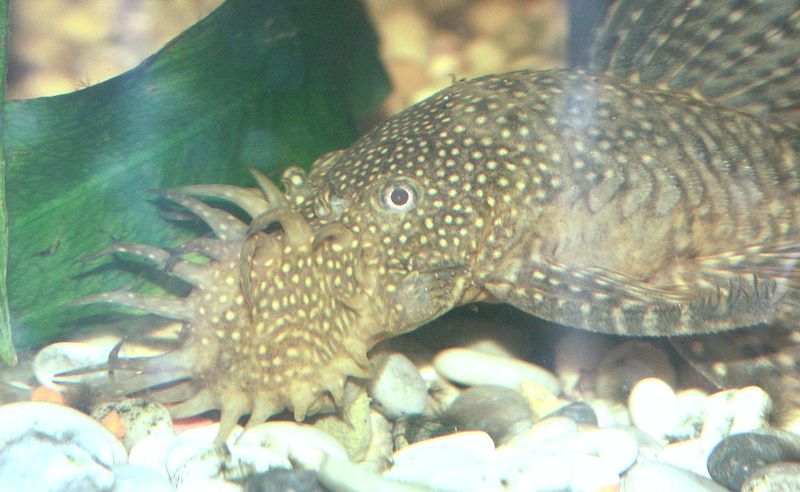File:Bristlenose2.jpg