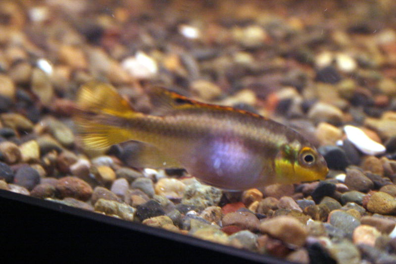 File:Kribensis-8474.jpg