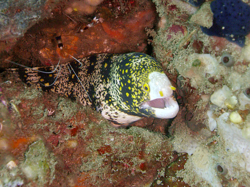 File:Echidna nebulosa-7041.jpg
