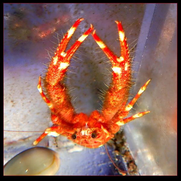 File:Squat Lobster 1.jpeg