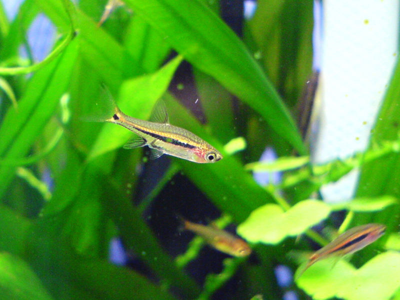 File:Least rasbora-6996.jpg