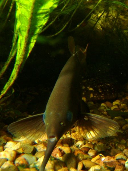 File:Gnathonemus petersii-2352.jpg