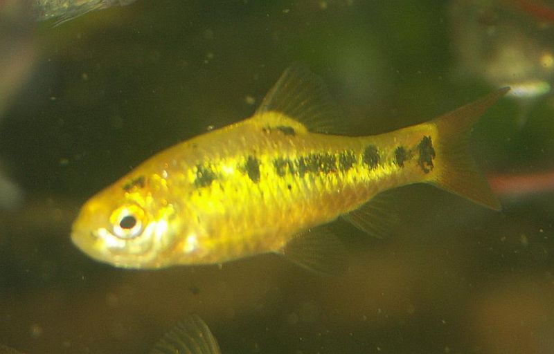 File:Puntius sachsii2.jpg
